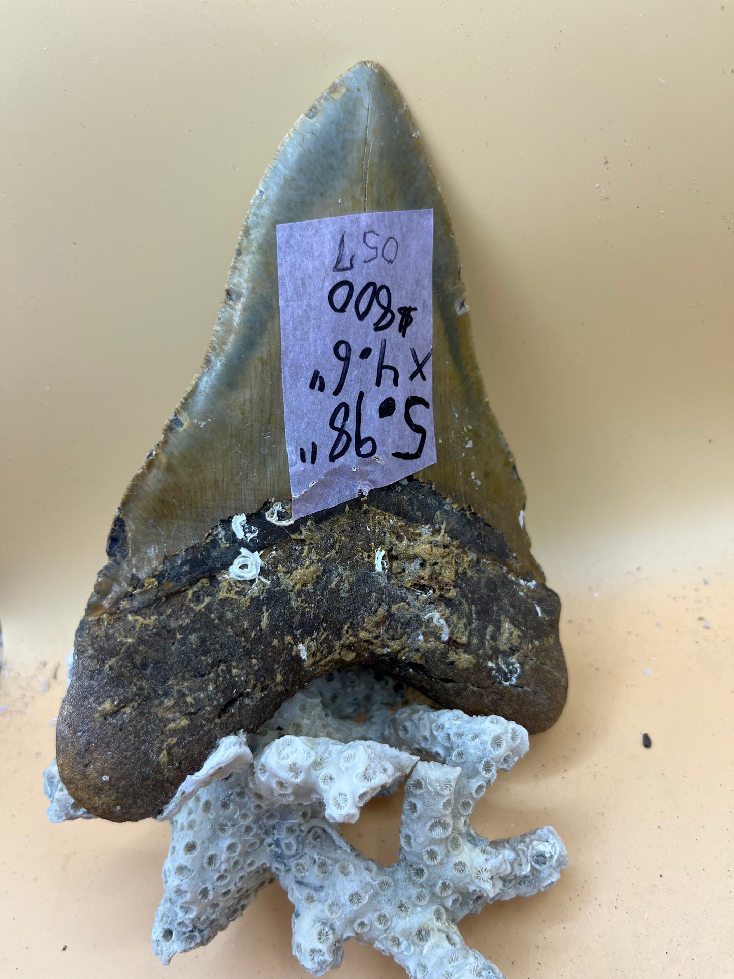 5.98” x 4.6” Megalodon Tooth from a 59’ prehistoric shark!