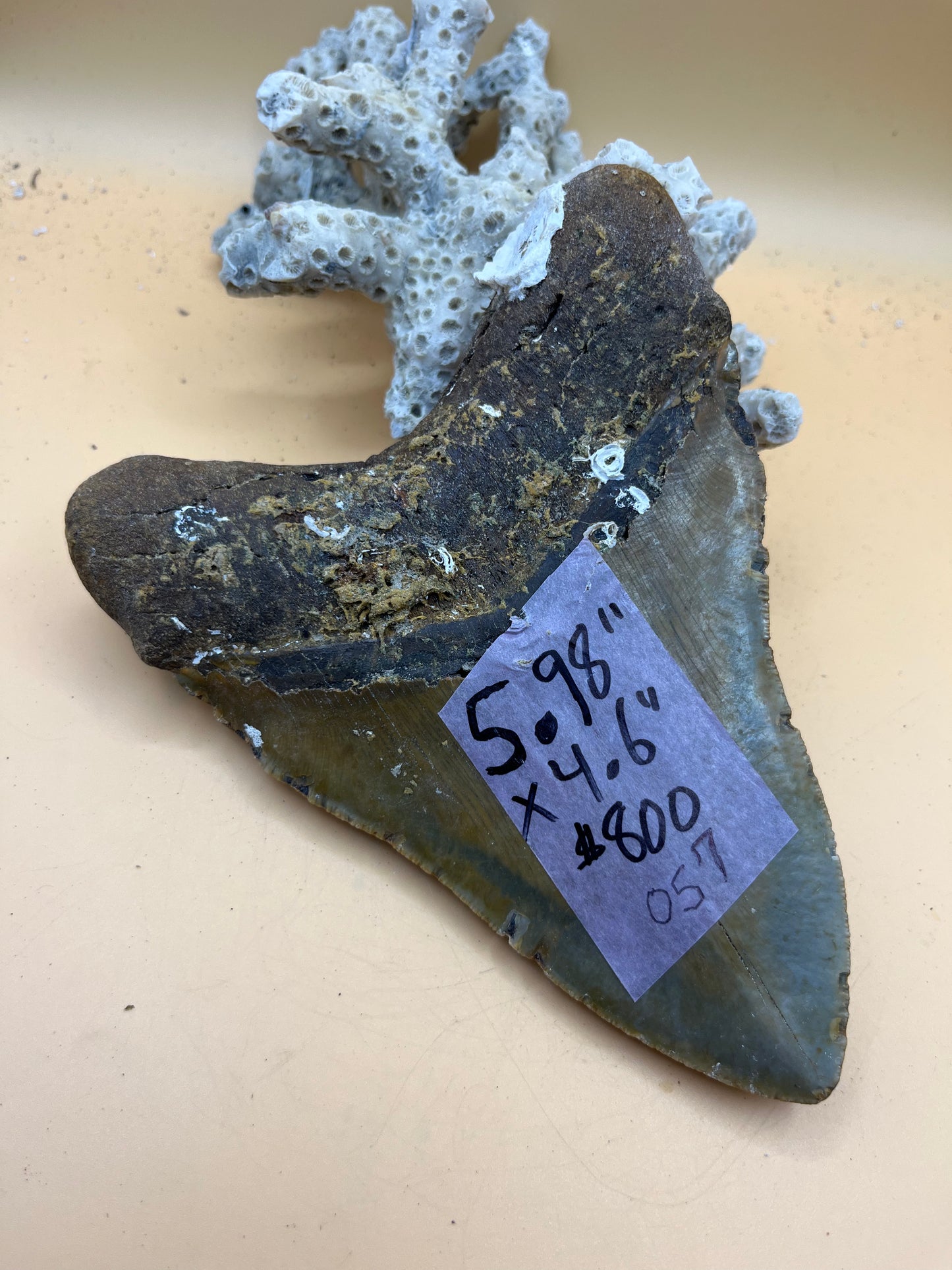 5.98” x 4.6” Megalodon Tooth from a 59’ prehistoric shark!
