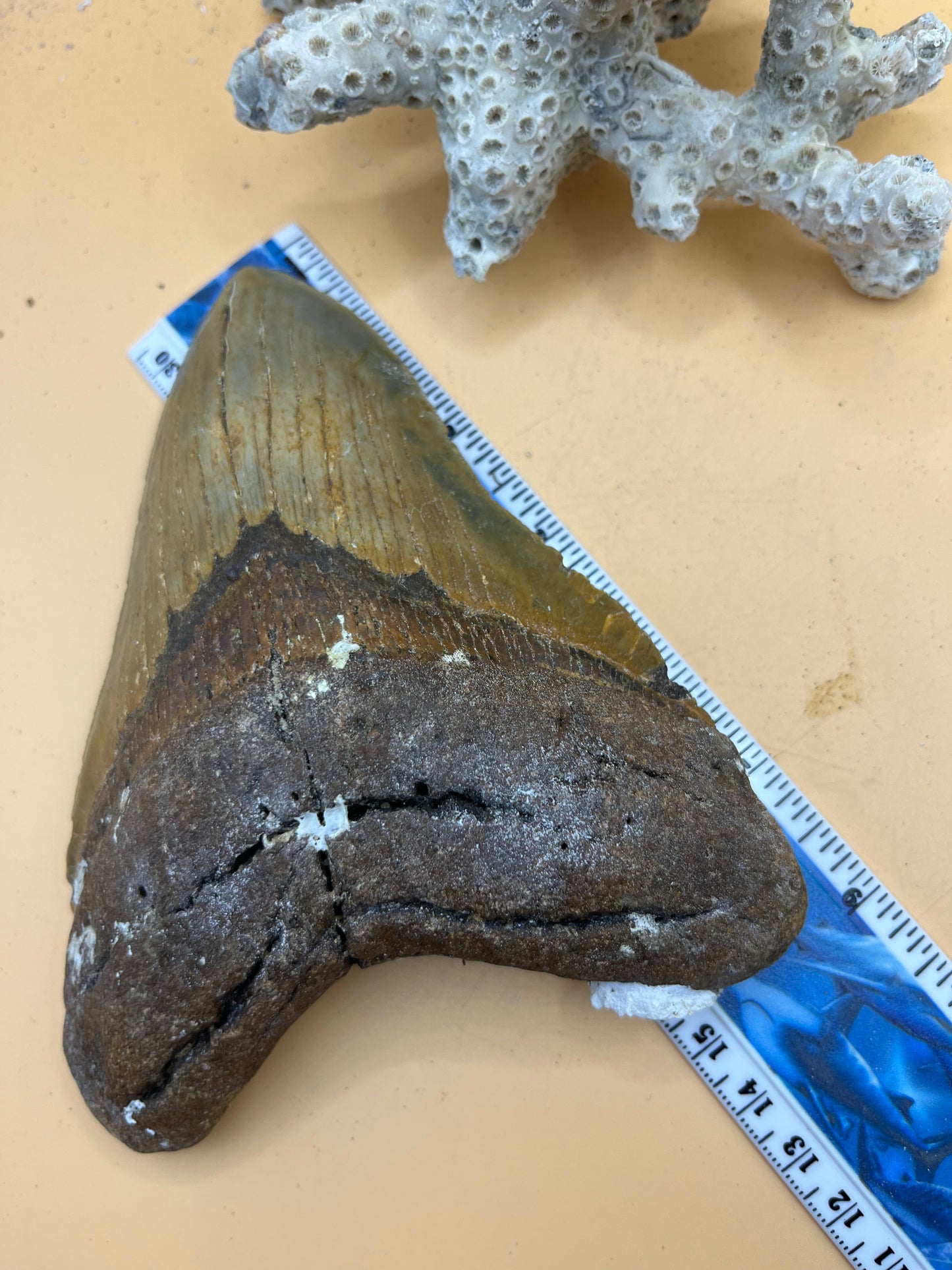 5.98” x 4.6” Megalodon Tooth from a 59’ prehistoric shark!