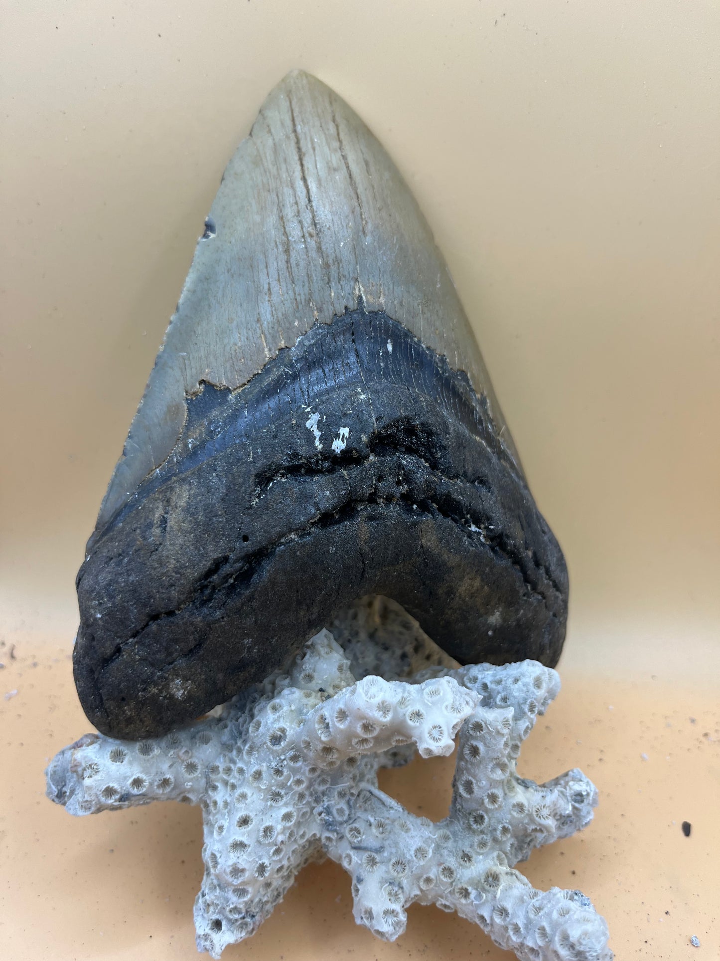 6.07” x 4.53” Megalodon Tooth from a 60’ prehistoric shark! Great size, nice serrations, nice bourlette. All teeth are hand recovered in 100+ feet of water by scuba divers off North Carolina. You’re the second human to hold this tooth! Check out Megalodon