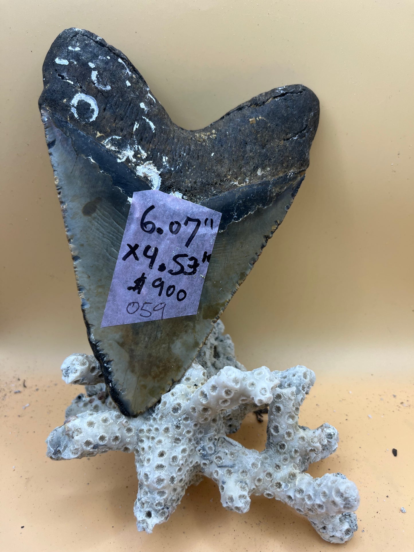 6.07” x 4.53” Megalodon Tooth from a 60’ prehistoric shark! Great size, nice serrations, nice bourlette. All teeth are hand recovered in 100+ feet of water by scuba divers off North Carolina. You’re the second human to hold this tooth! Check out Megalodon