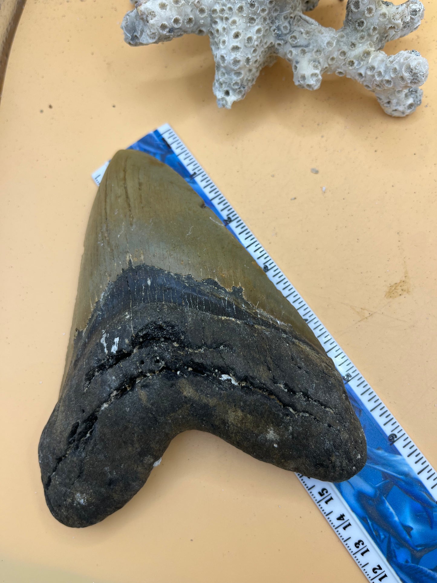 6.07” x 4.53” Megalodon Tooth from a 60’ prehistoric shark! Great size, nice serrations, nice bourlette. All teeth are hand recovered in 100+ feet of water by scuba divers off North Carolina. You’re the second human to hold this tooth! Check out Megalodon