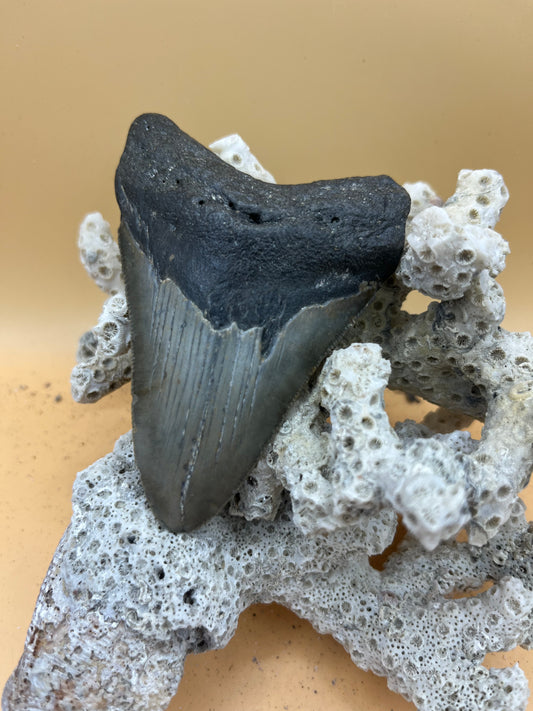 3.64” Megalodon Tooth from a 36’ prehistoric shark!  Great size, nice serrations, nice bourlette. All teeth are hand recovered in 100+ feet of water by scuba divers off North Carolina.  You’re the second human to hold this tooth! Check out Megalodon Tooth