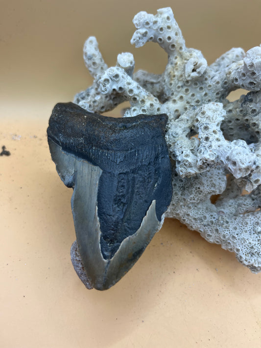 3.76” Megalodon Tooth from a 37’ prehistoric shark!  Great size, nice serrations, nice bourlette. All teeth are hand recovered in 100+ feet of water by scuba divers off North Carolina.  You’re the second human to hold this tooth! Check out Megalodon Tooth