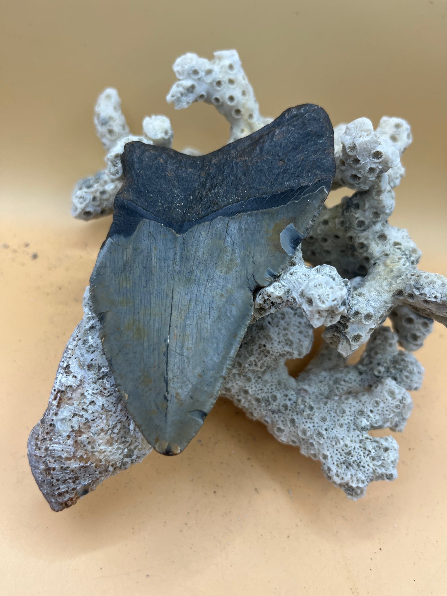 3.76” Megalodon Tooth from a 37’ prehistoric shark!  Great size, nice serrations, nice bourlette. All teeth are hand recovered in 100+ feet of water by scuba divers off North Carolina.  You’re the second human to hold this tooth! Check out Megalodon Tooth