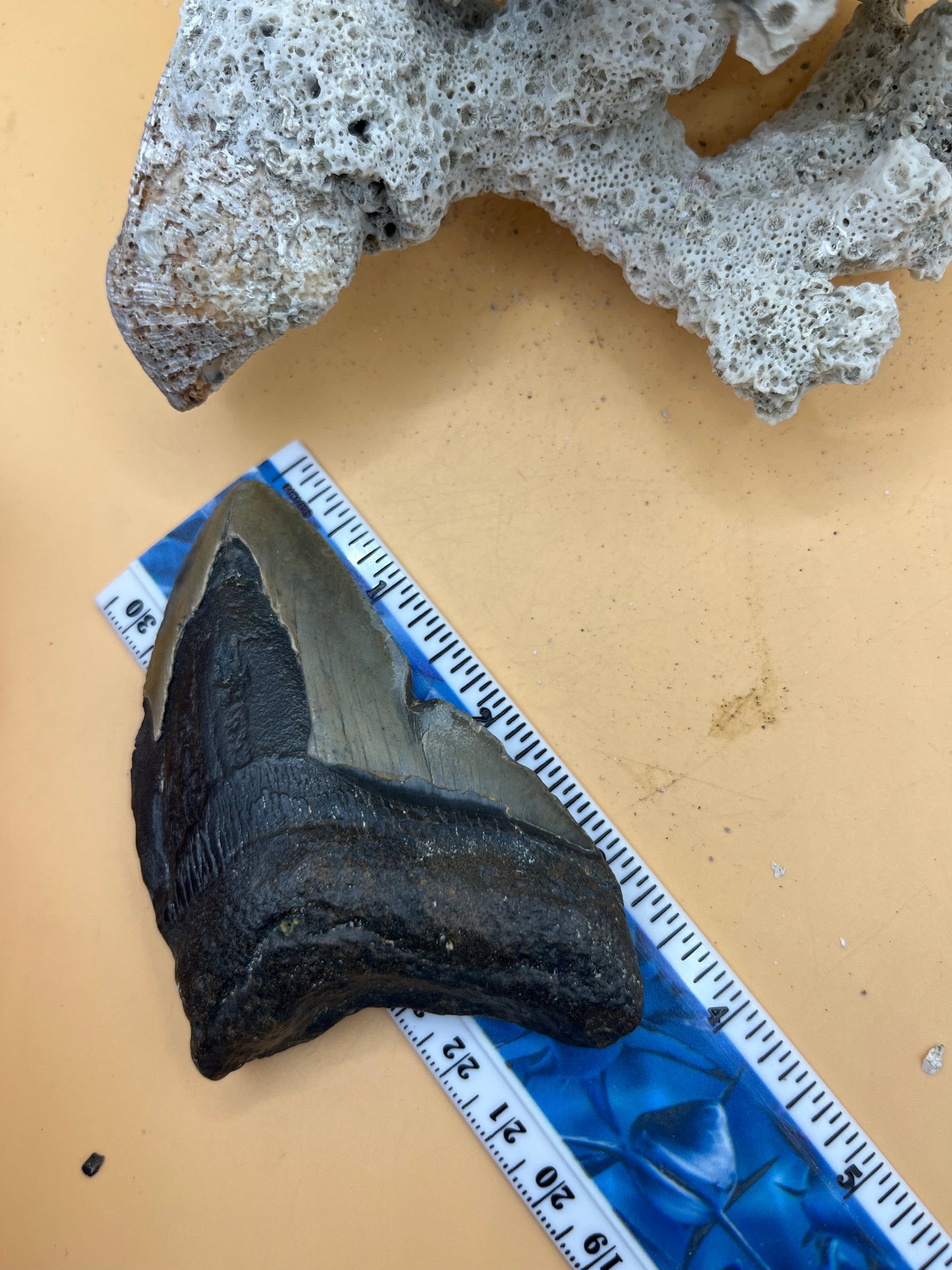 3.76” Megalodon Tooth from a 37’ prehistoric shark!  Great size, nice serrations, nice bourlette. All teeth are hand recovered in 100+ feet of water by scuba divers off North Carolina.  You’re the second human to hold this tooth! Check out Megalodon Tooth