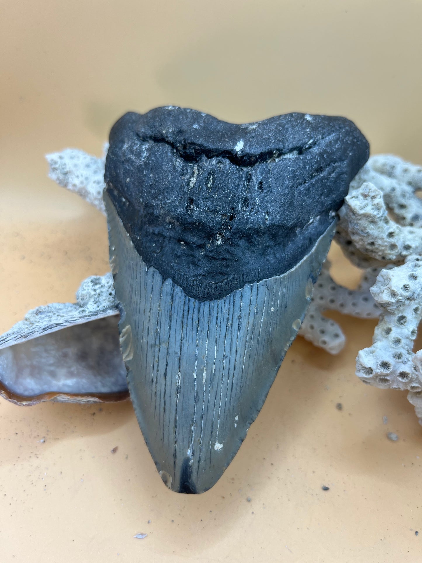 4.97” Megalodon Tooth: Prehistoric Shark Fossil, Hand Recovered