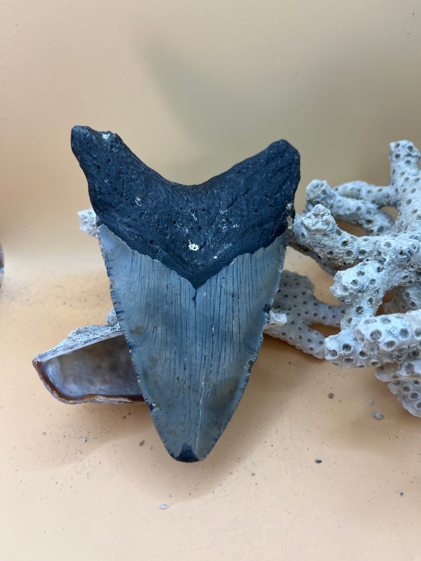 4.97” Megalodon Tooth: Prehistoric Shark Fossil, Hand Recovered