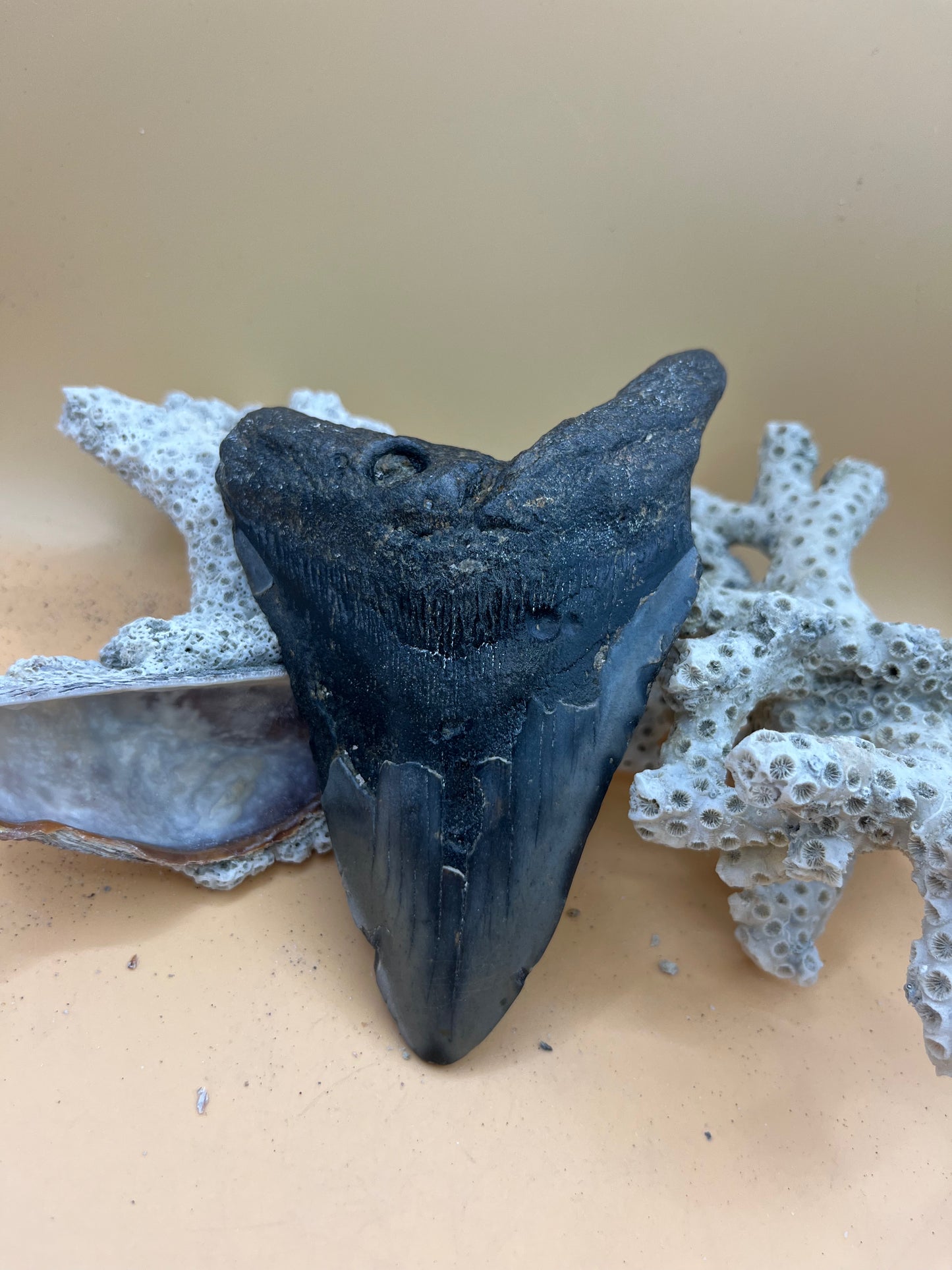 5.12” Megalodon Tooth from a 51’ prehistoric shark!
