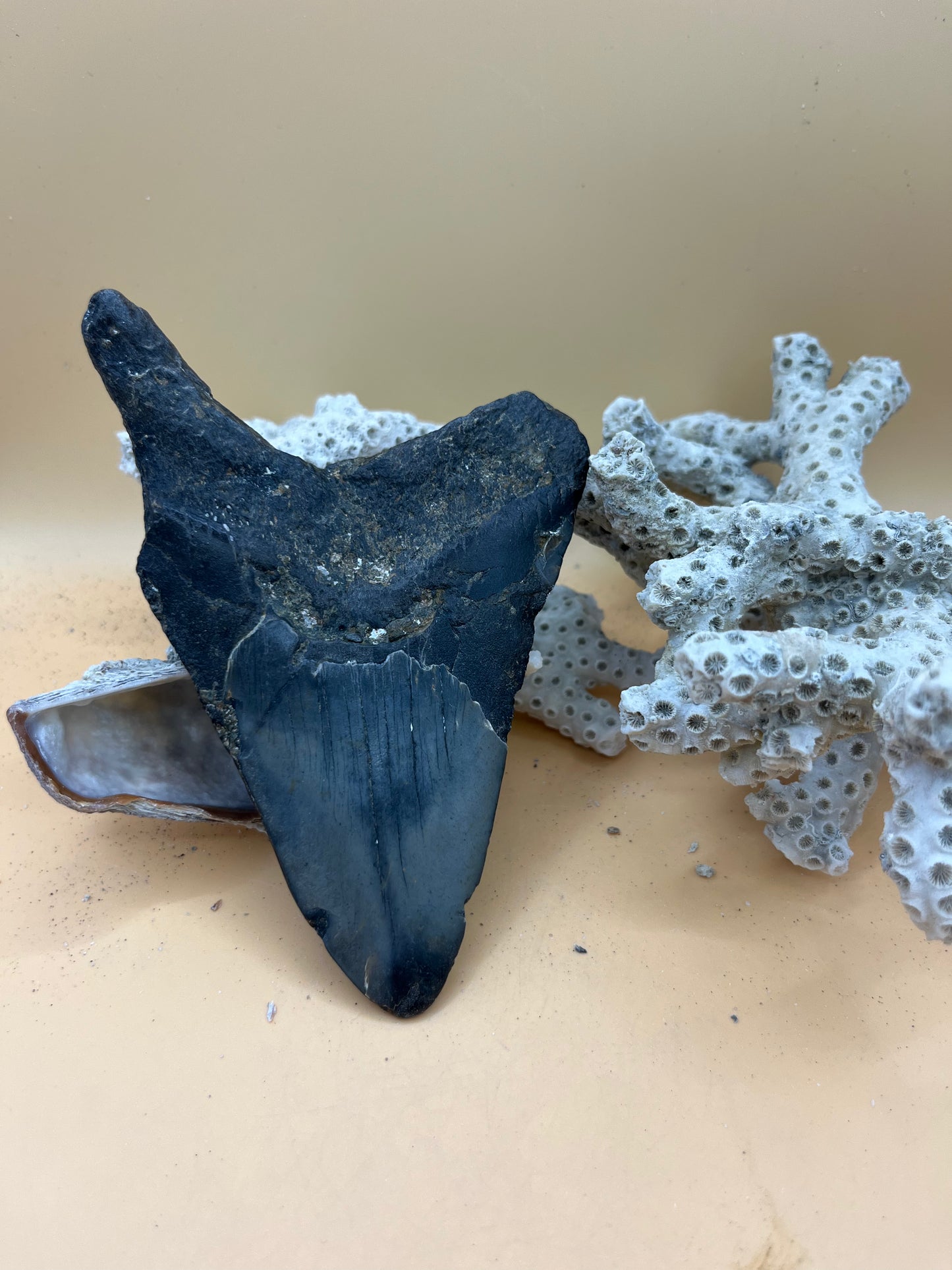 5.12” Megalodon Tooth from a 51’ prehistoric shark!