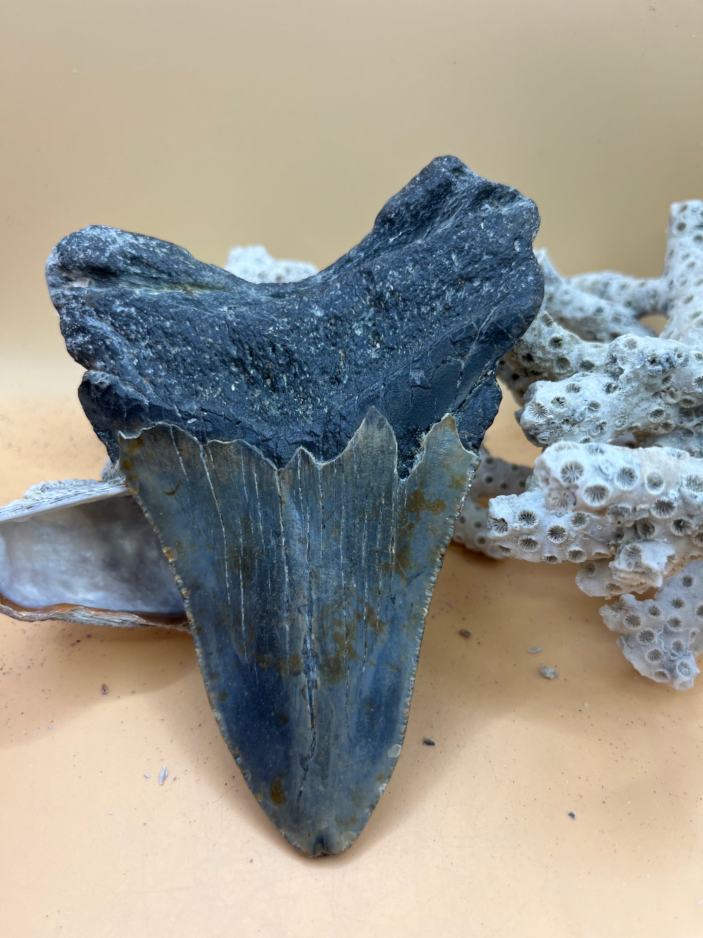 4.9” Megalodon Tooth from a 49’ prehistoric shark!