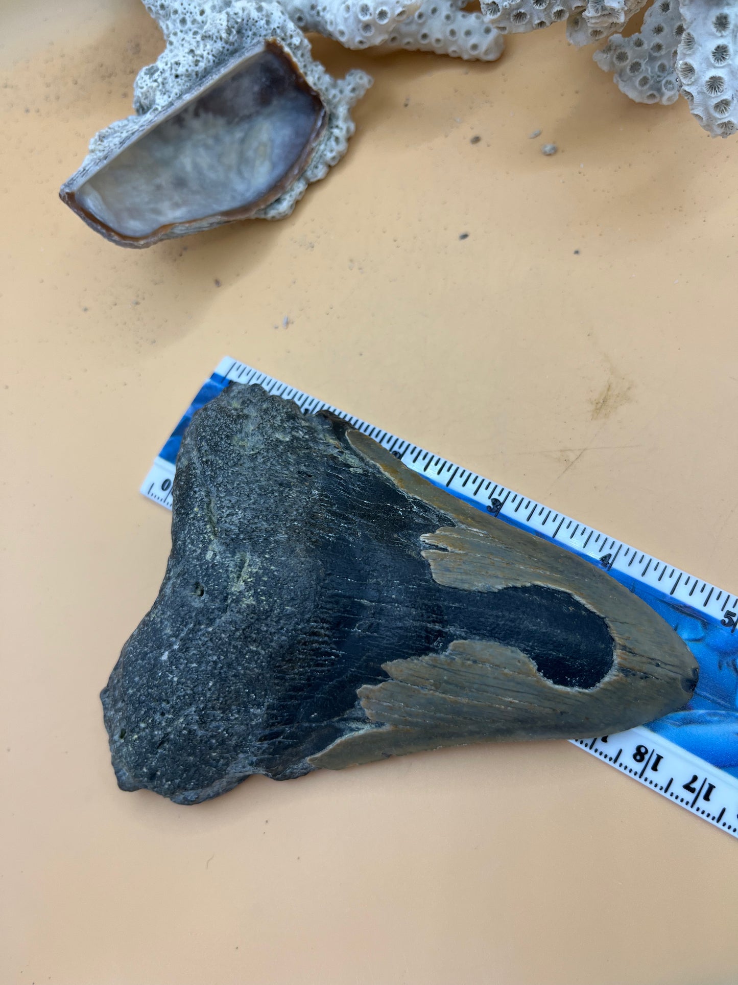 4.9” Megalodon Tooth from a 49’ prehistoric shark!