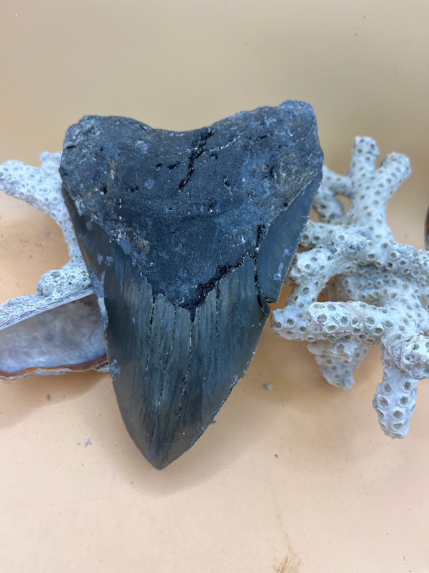 6.04”Megalodon Tooth from a 60’ prehistoric shark!