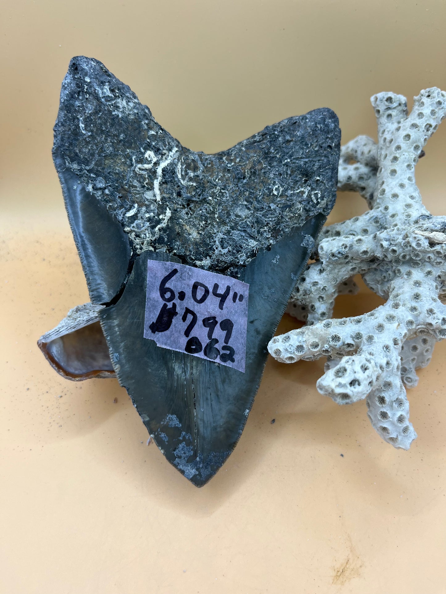 6.04”Megalodon Tooth from a 60’ prehistoric shark!
