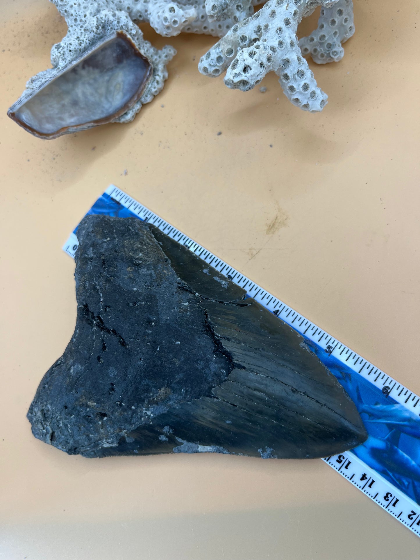6.04”Megalodon Tooth from a 60’ prehistoric shark!