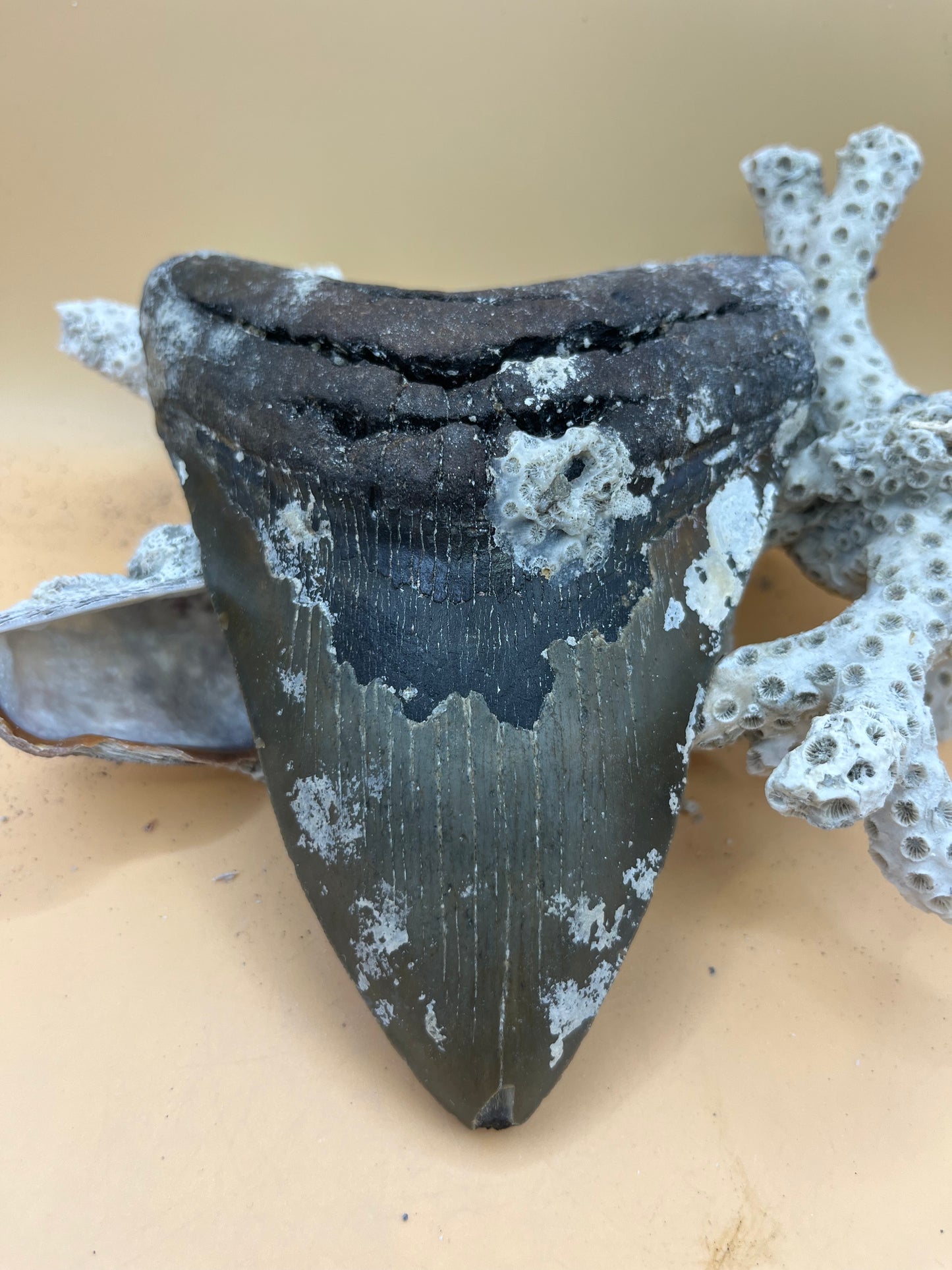 6.00” Megalodon Tooth, Hand Recovered Prehistoric Shark Fossil