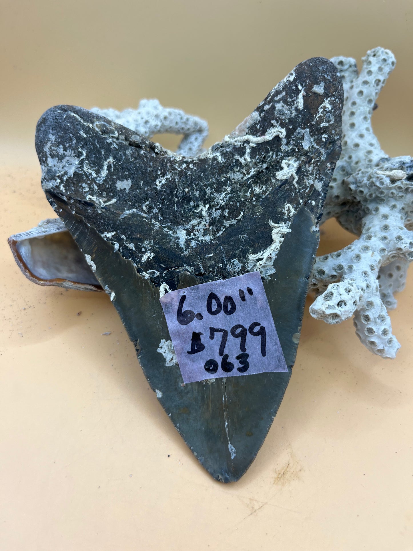 6.00” Megalodon Tooth, Hand Recovered Prehistoric Shark Fossil