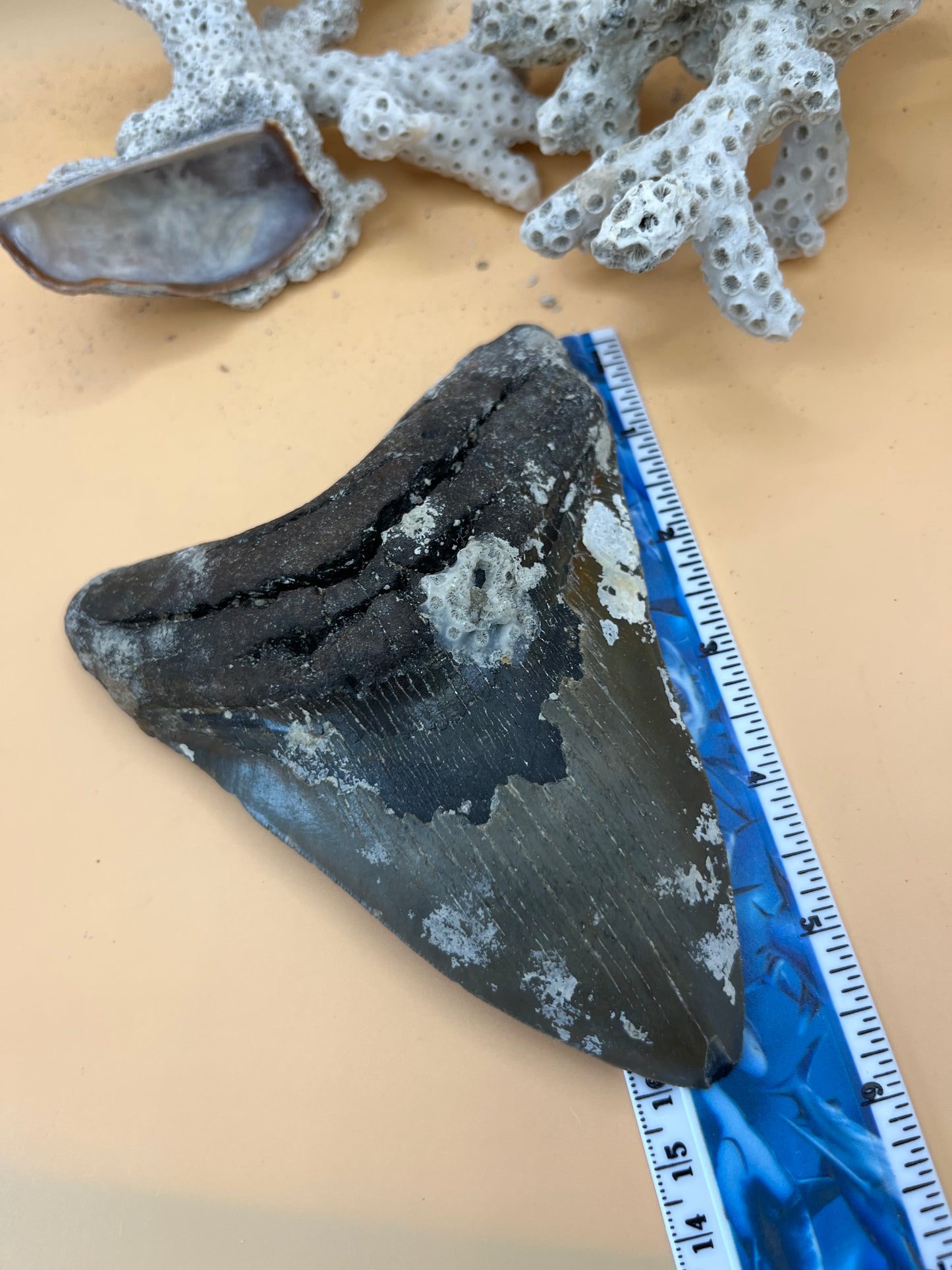 6.00” Megalodon Tooth, Hand Recovered Prehistoric Shark Fossil