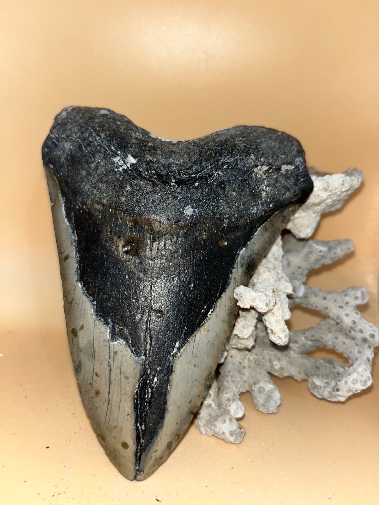 6.47” x 4.78” Megalodon Tooth from a 60’ prehistoric shark! Great size, nice serrations, nice bourlette. All teeth are hand recovered in 100+ feet of water by scuba divers off North Carolina. You’re the second human to hold this tooth! Check out Megalodon