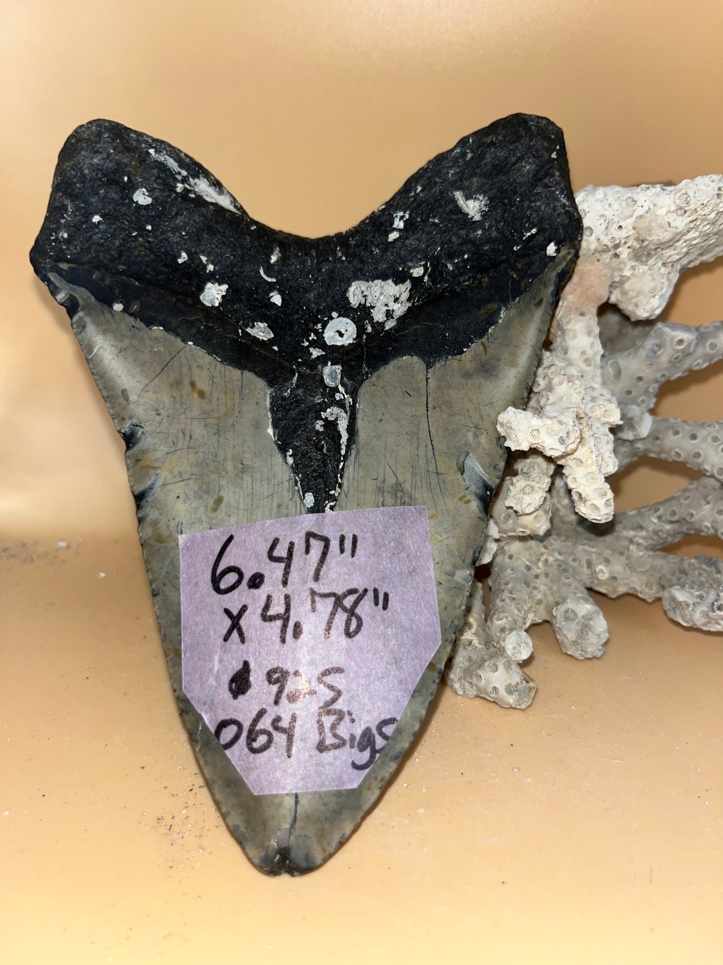 6.47” x 4.78” Megalodon Tooth from a 60’ prehistoric shark! Great size, nice serrations, nice bourlette. All teeth are hand recovered in 100+ feet of water by scuba divers off North Carolina. You’re the second human to hold this tooth! Check out Megalodon