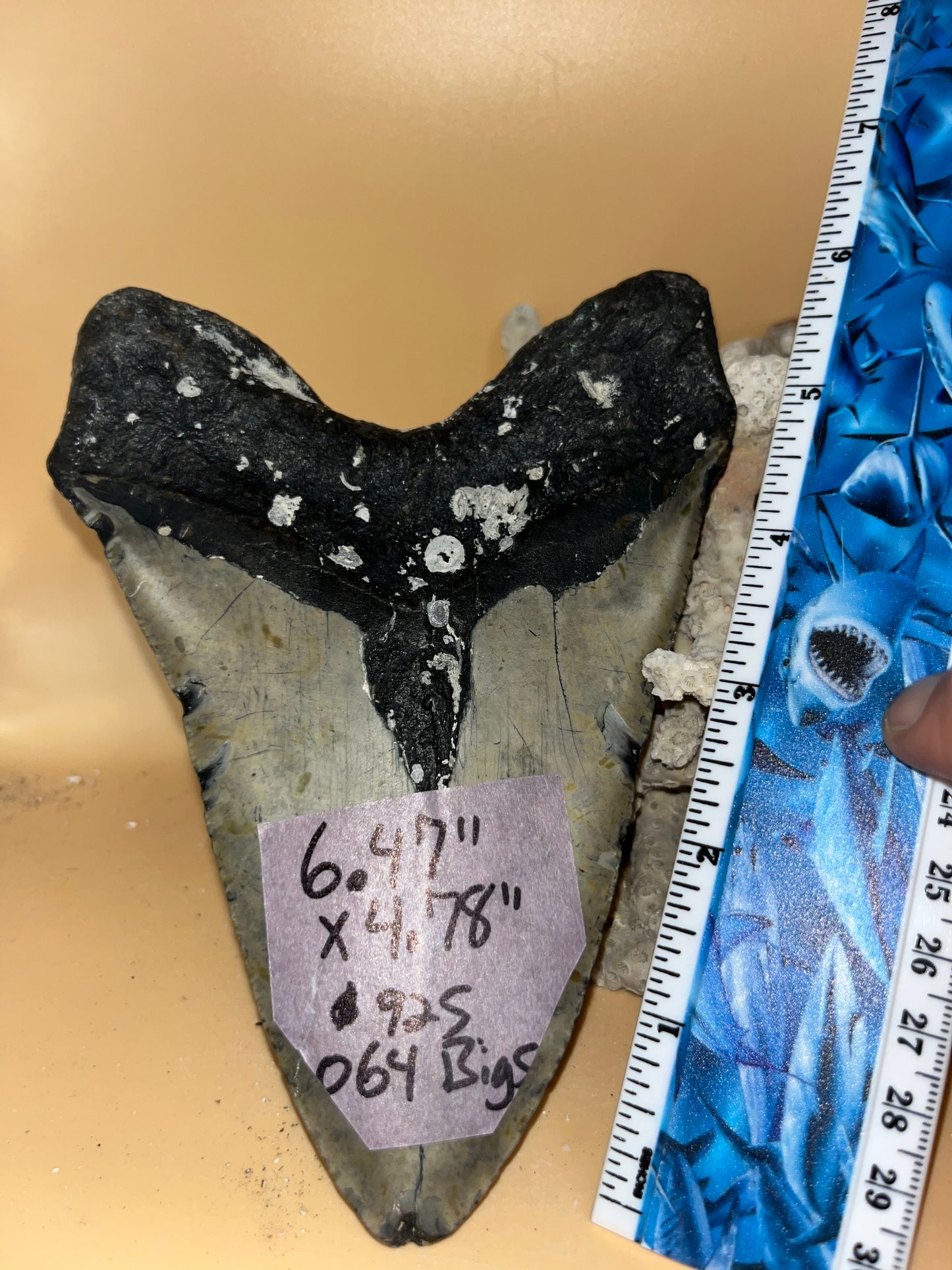 6.47” x 4.78” Megalodon Tooth from a 60’ prehistoric shark! Great size, nice serrations, nice bourlette. All teeth are hand recovered in 100+ feet of water by scuba divers off North Carolina. You’re the second human to hold this tooth! Check out Megalodon