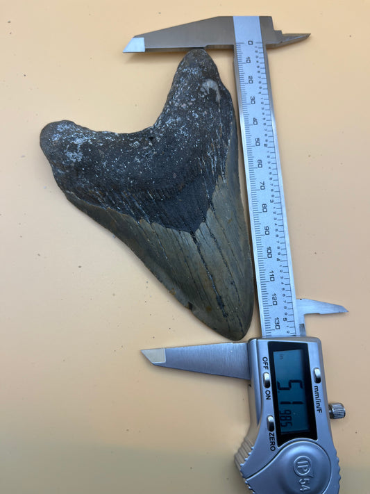 5.5” megalodon tooth