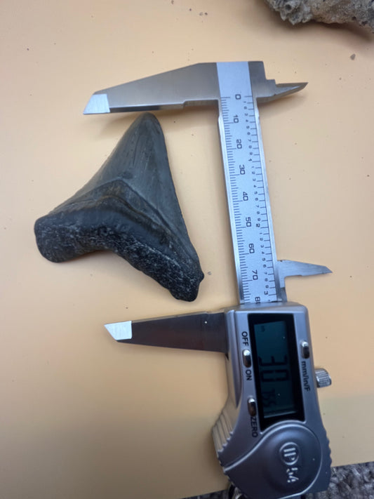 3” megalodon tooth