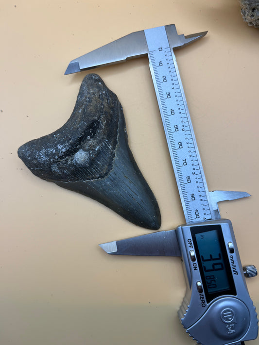 3.9” megalodon tooth