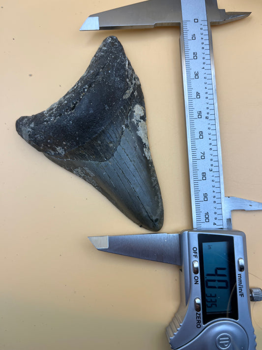 4.0” megalodon tootn