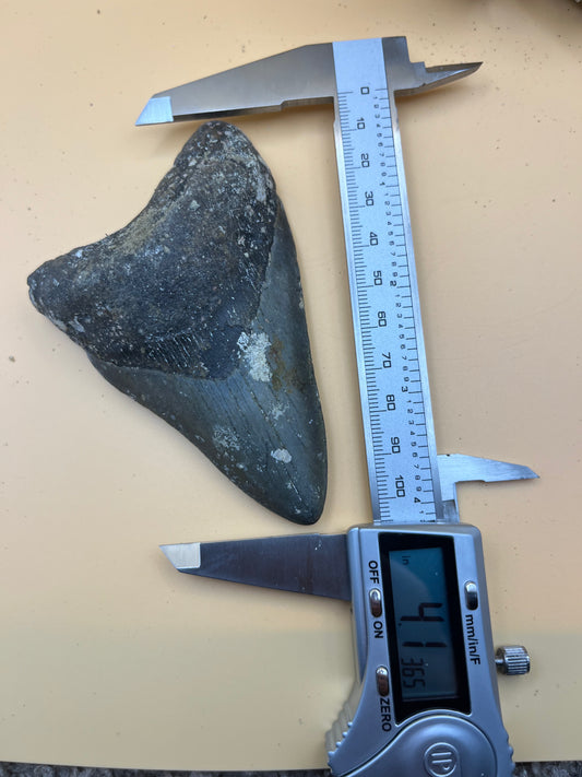 4.1” megalodon tooth