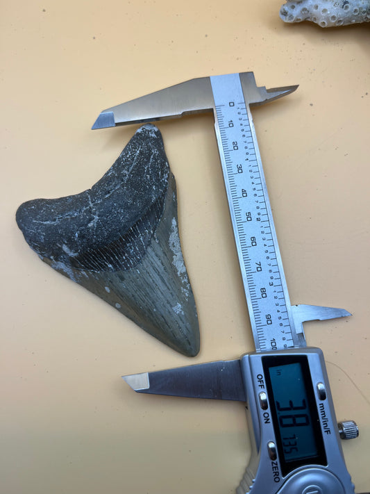 3.8” megalodon tooth