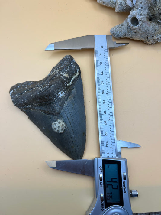 4.2” megalodon tooth, diver found!