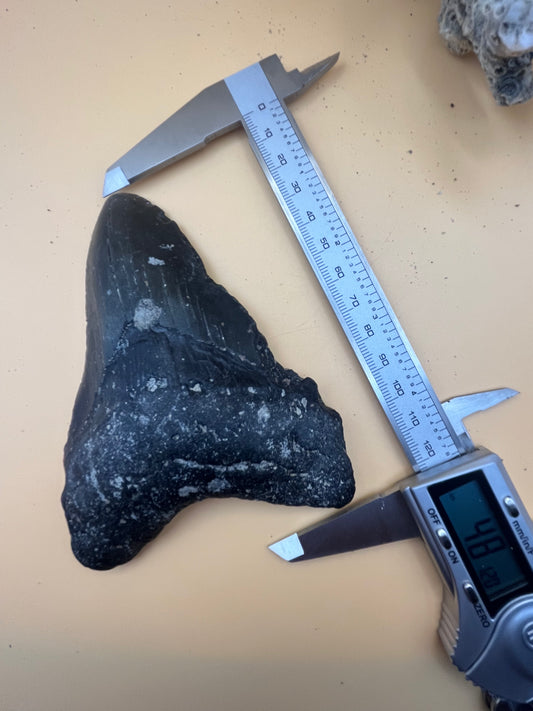 4.8” megalodon tooth
