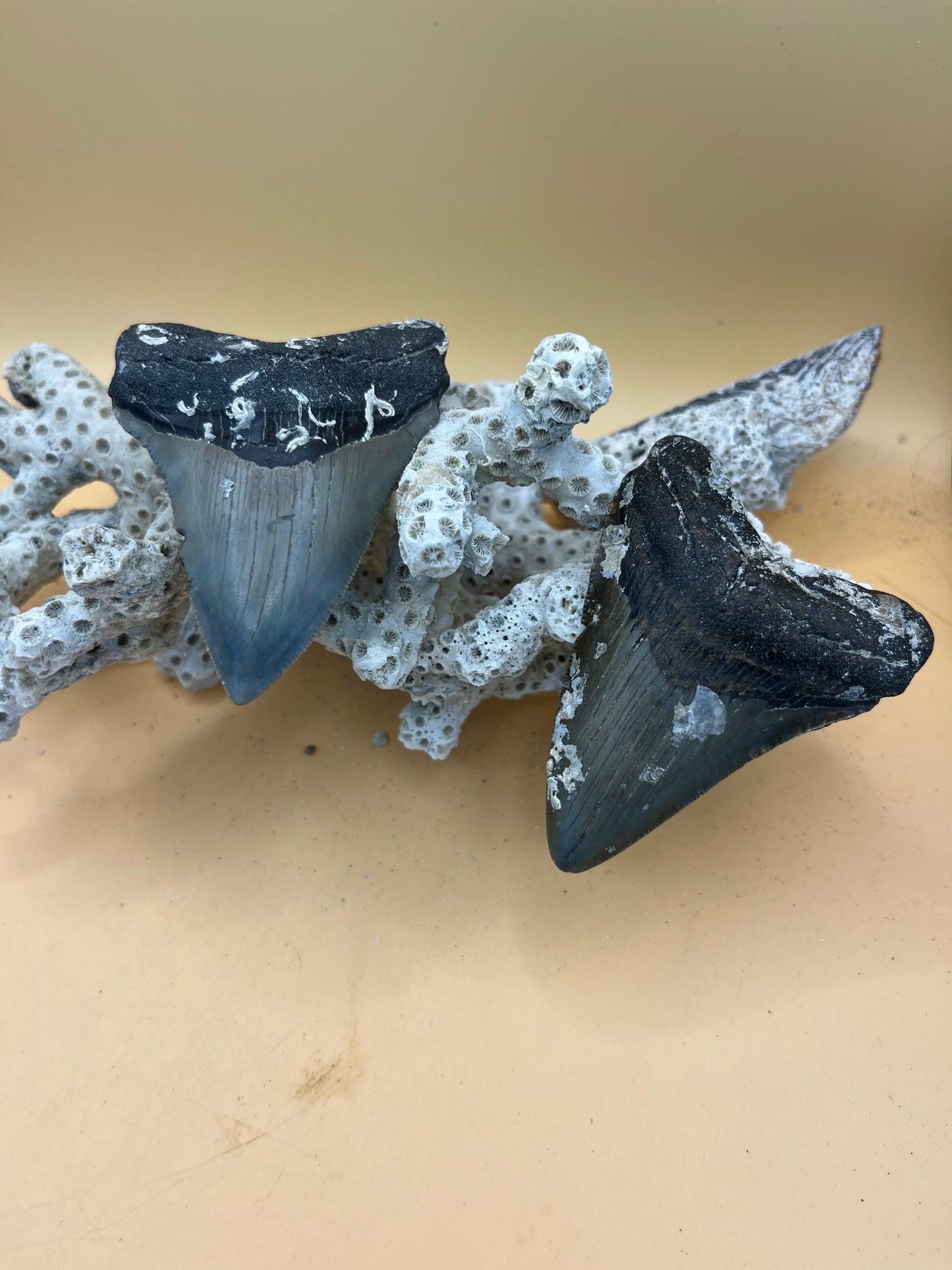 3.0” & 3.14” “Little Twins”’Meg Teeth Fossil – Extinct Species – Large Prehistoric Shark Tooth – Collector Grade; Hand Recovered by diver