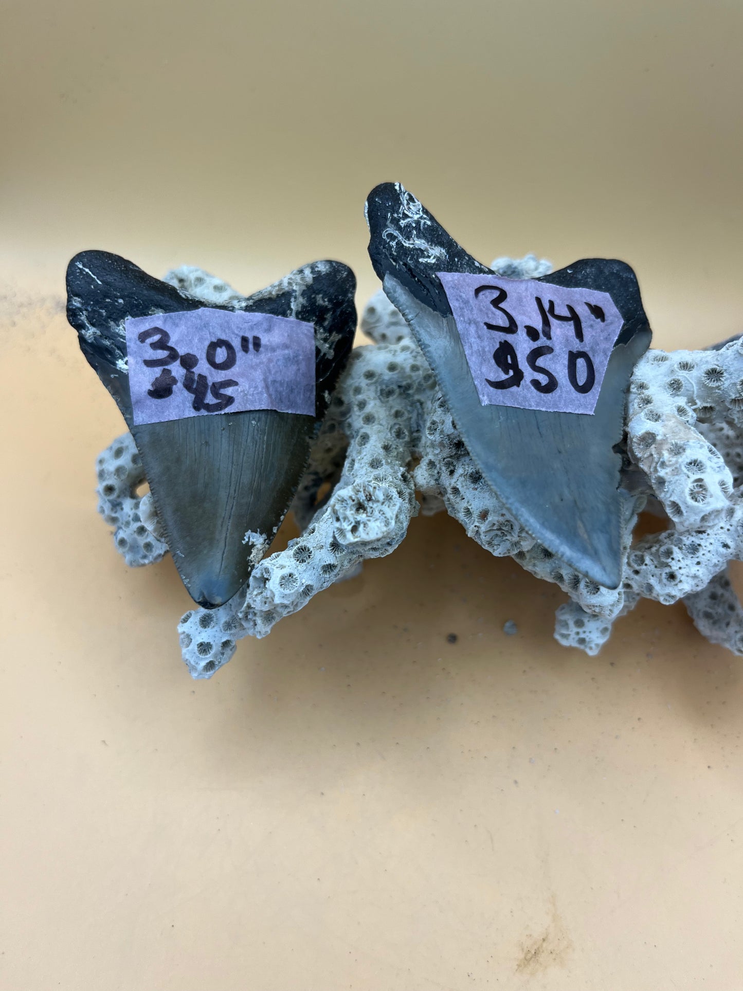 3.0” & 3.14” “Little Twins”’Meg Teeth Fossil – Extinct Species – Large Prehistoric Shark Tooth – Collector Grade; Hand Recovered by diver