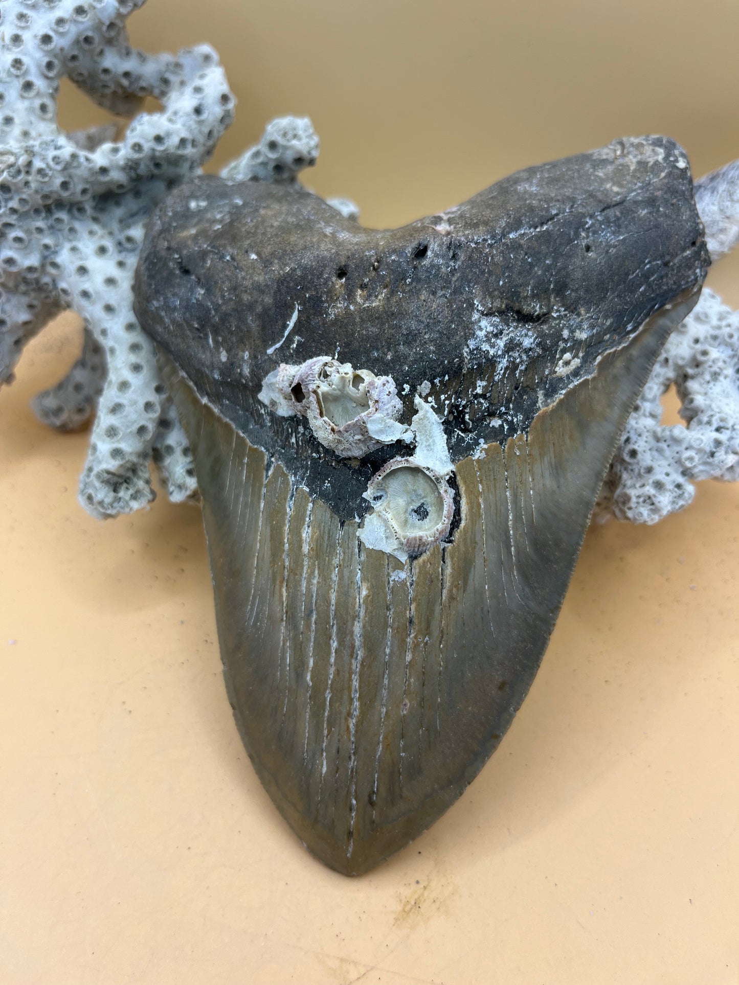 5.97” Megalodon Tooth from a 59’ prehistoric shark! Collector high grade!