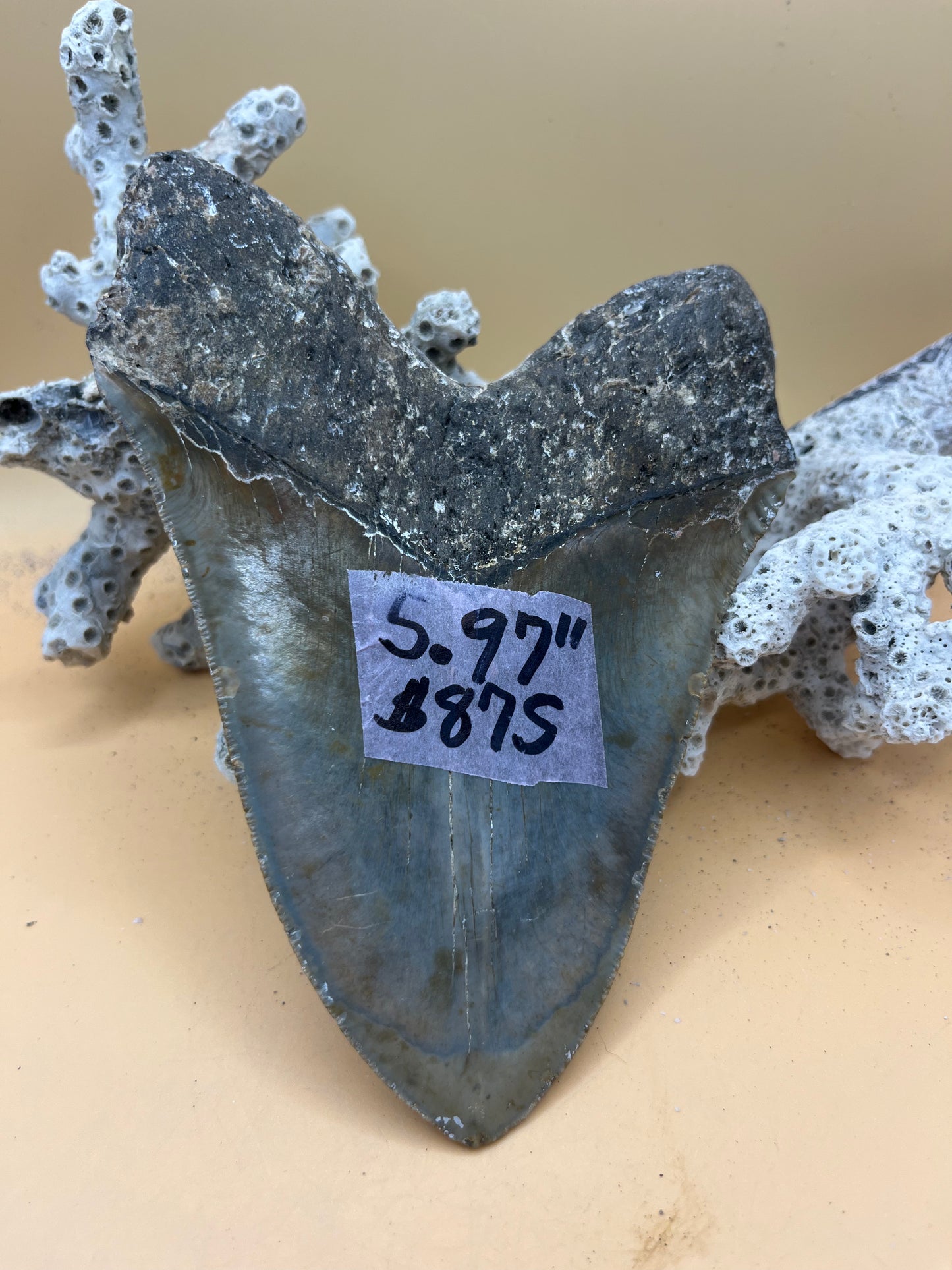 5.97” Megalodon Tooth from a 59’ prehistoric shark! Collector high grade!