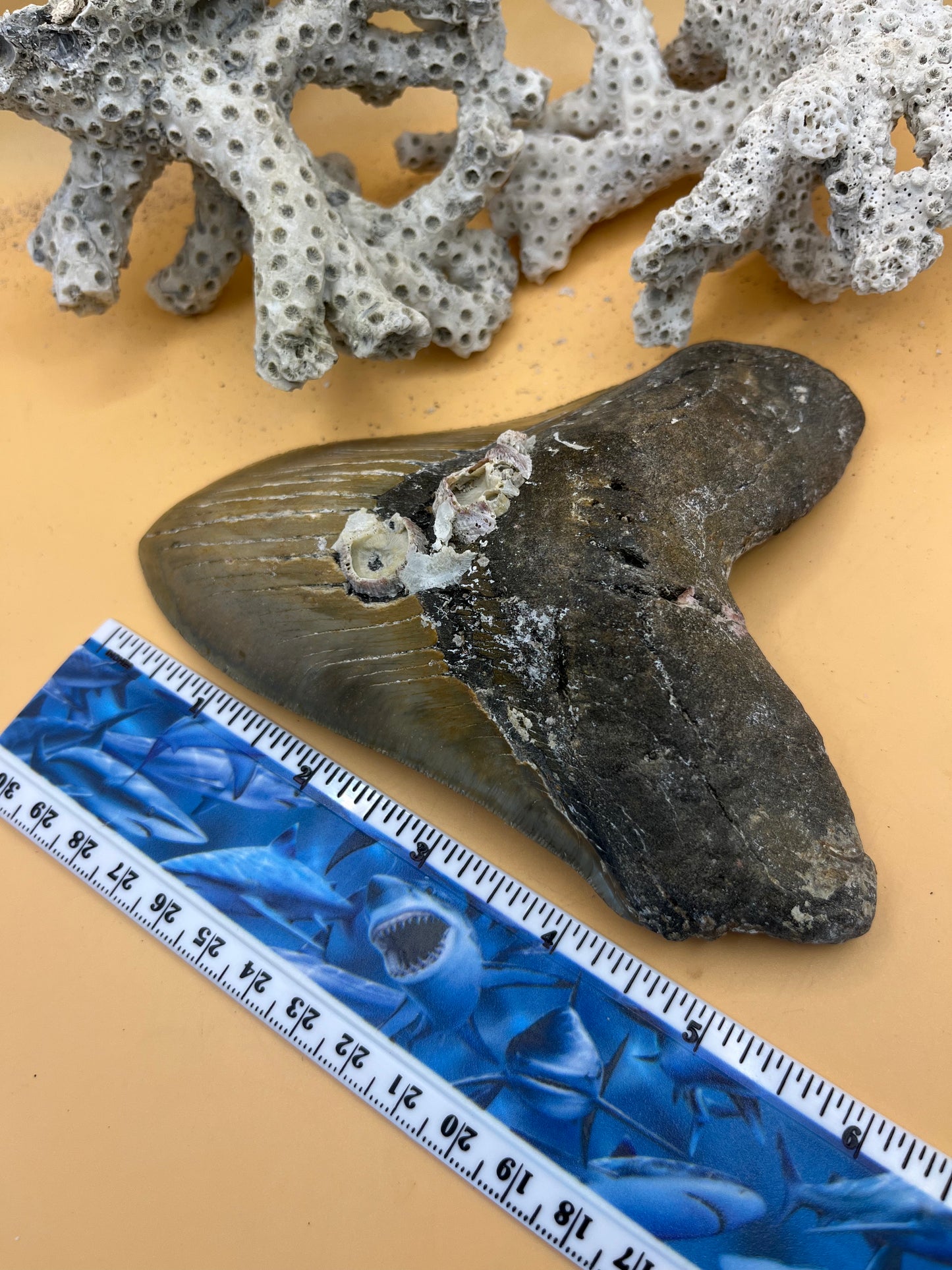 5.97” Megalodon Tooth from a 59’ prehistoric shark! Collector high grade!