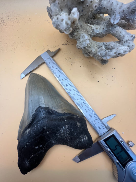 Top quality 5.7” megalodon tooth