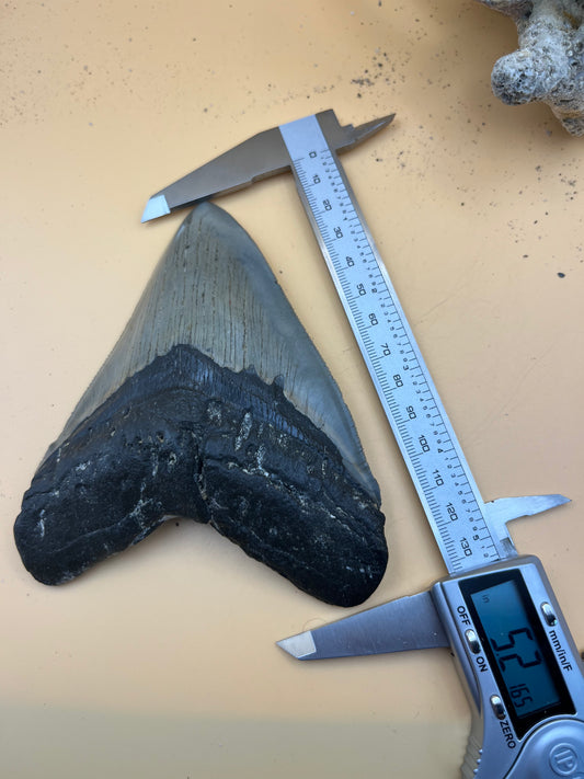 Top quality 5.2” megalodon tooth
