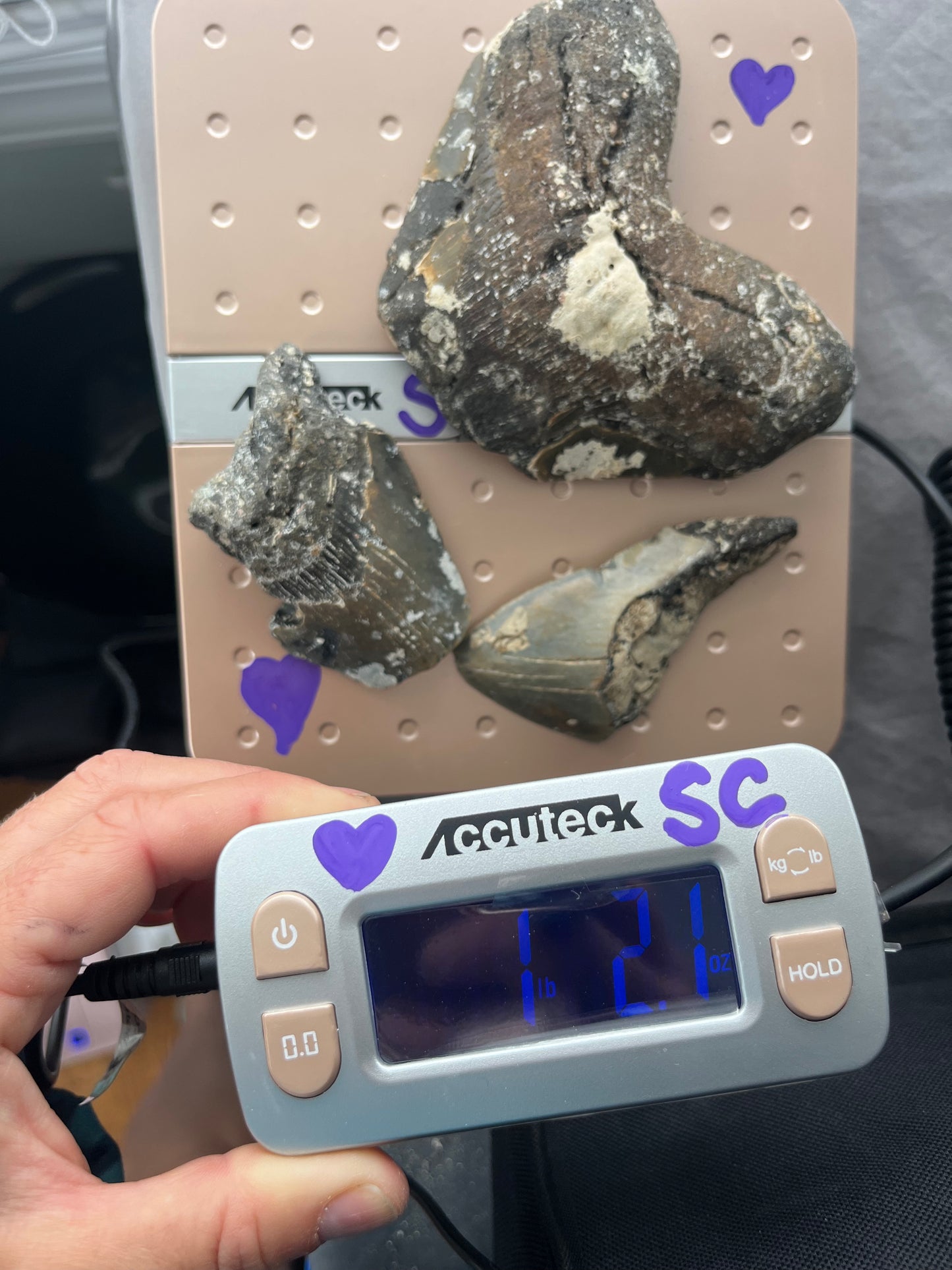 1 lb of 3 partial megaldon teeth, one is 4.73” wide, from 6” tooth!
