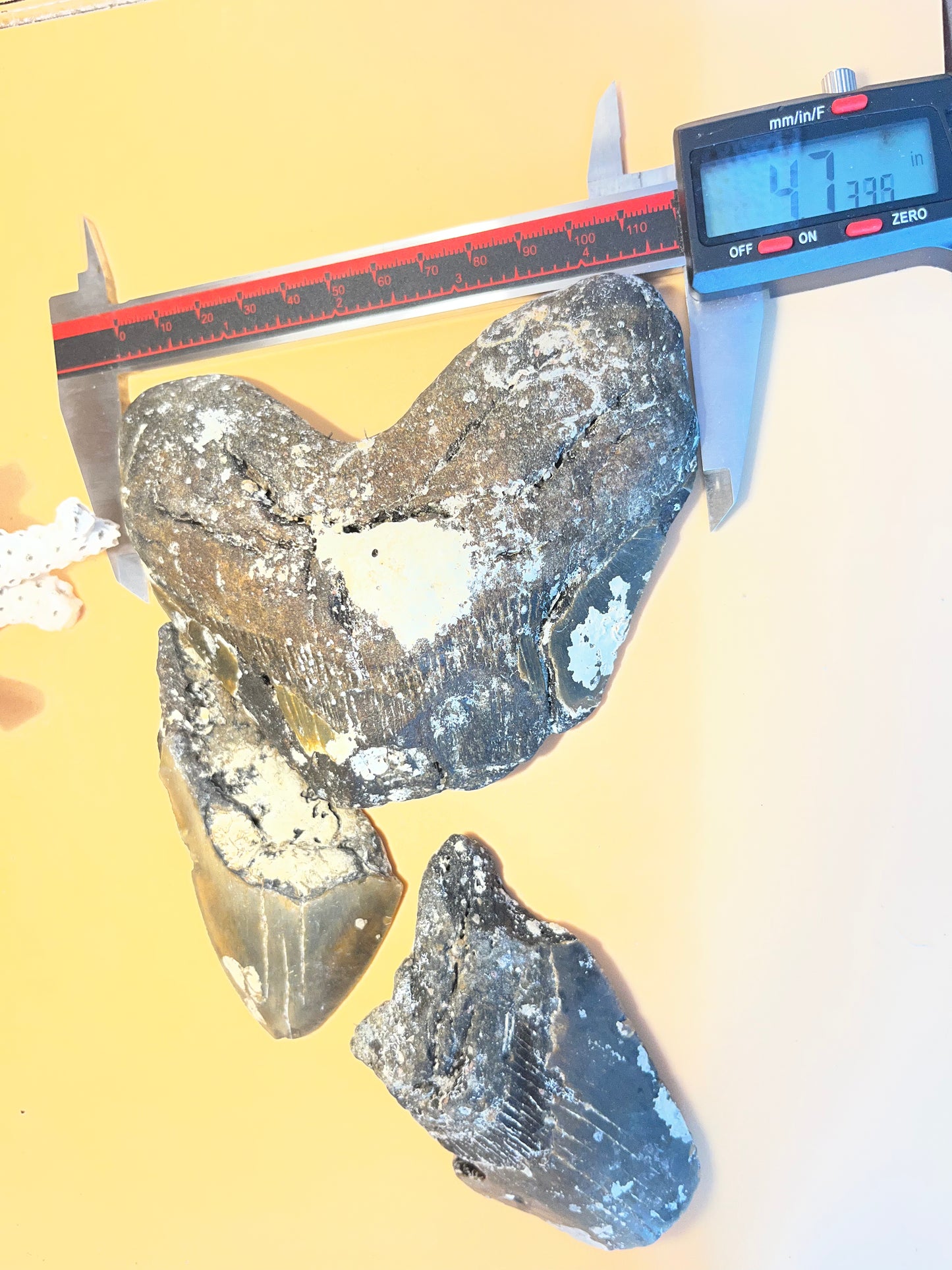 1 lb of 3 partial megaldon teeth, one is 4.73” wide, from 6” tooth!