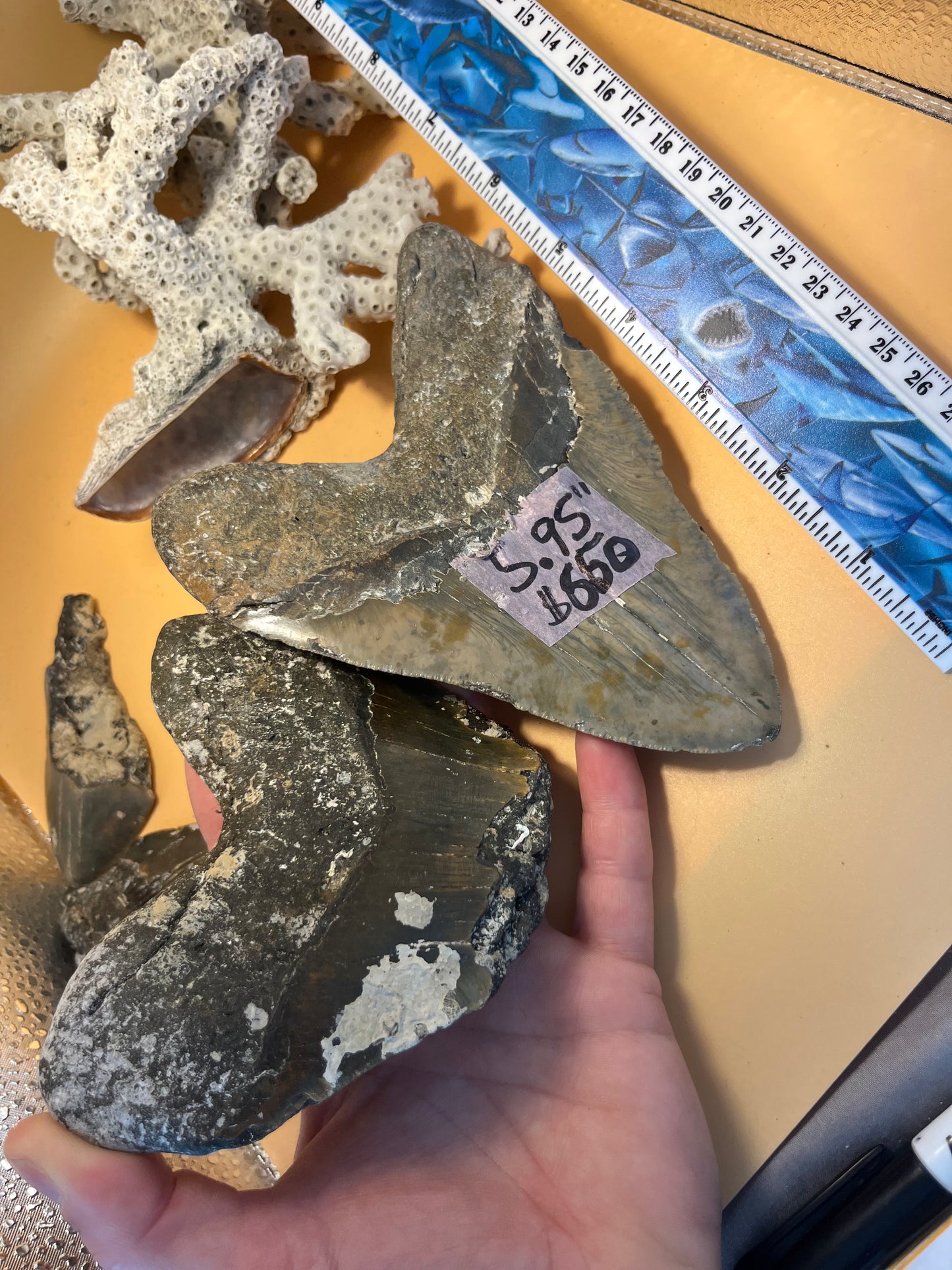 1 lb of 3 partial megaldon teeth, one is 4.73” wide, from 6” tooth!