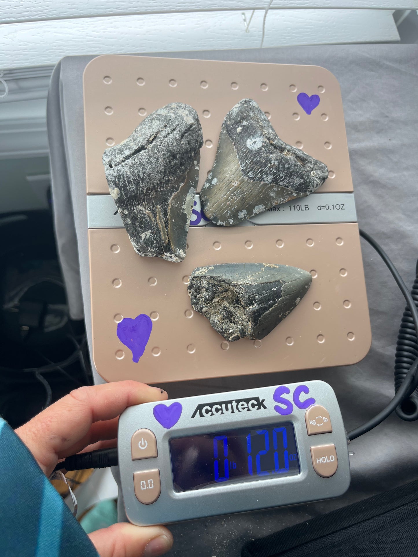 .75 pound of 3 partial Megalodon Teeth