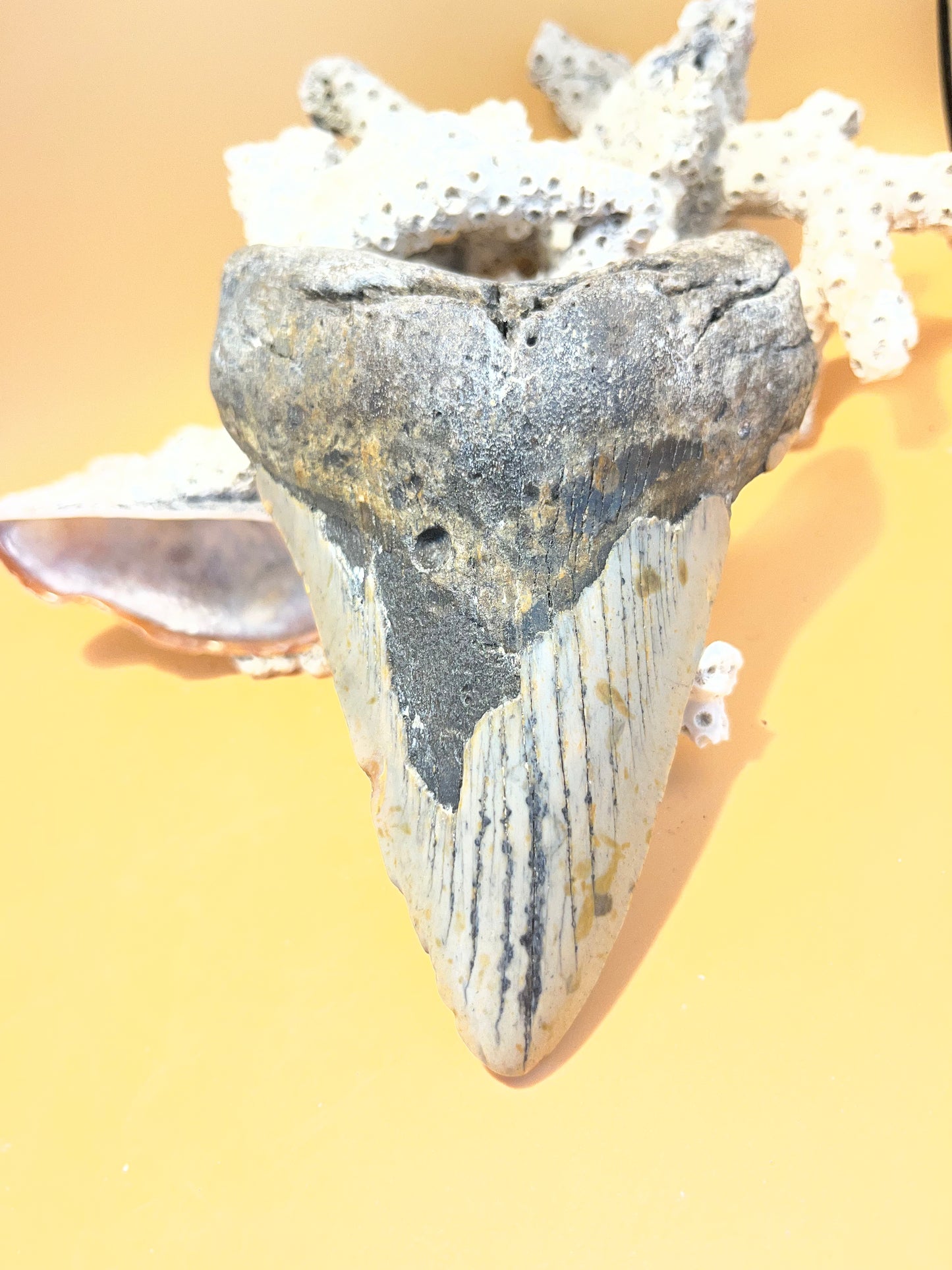 5.1” Megalodon Tooth Fossil – Extinct Species – Large Prehistoric Shark Tooth – Hand Recovered by diver