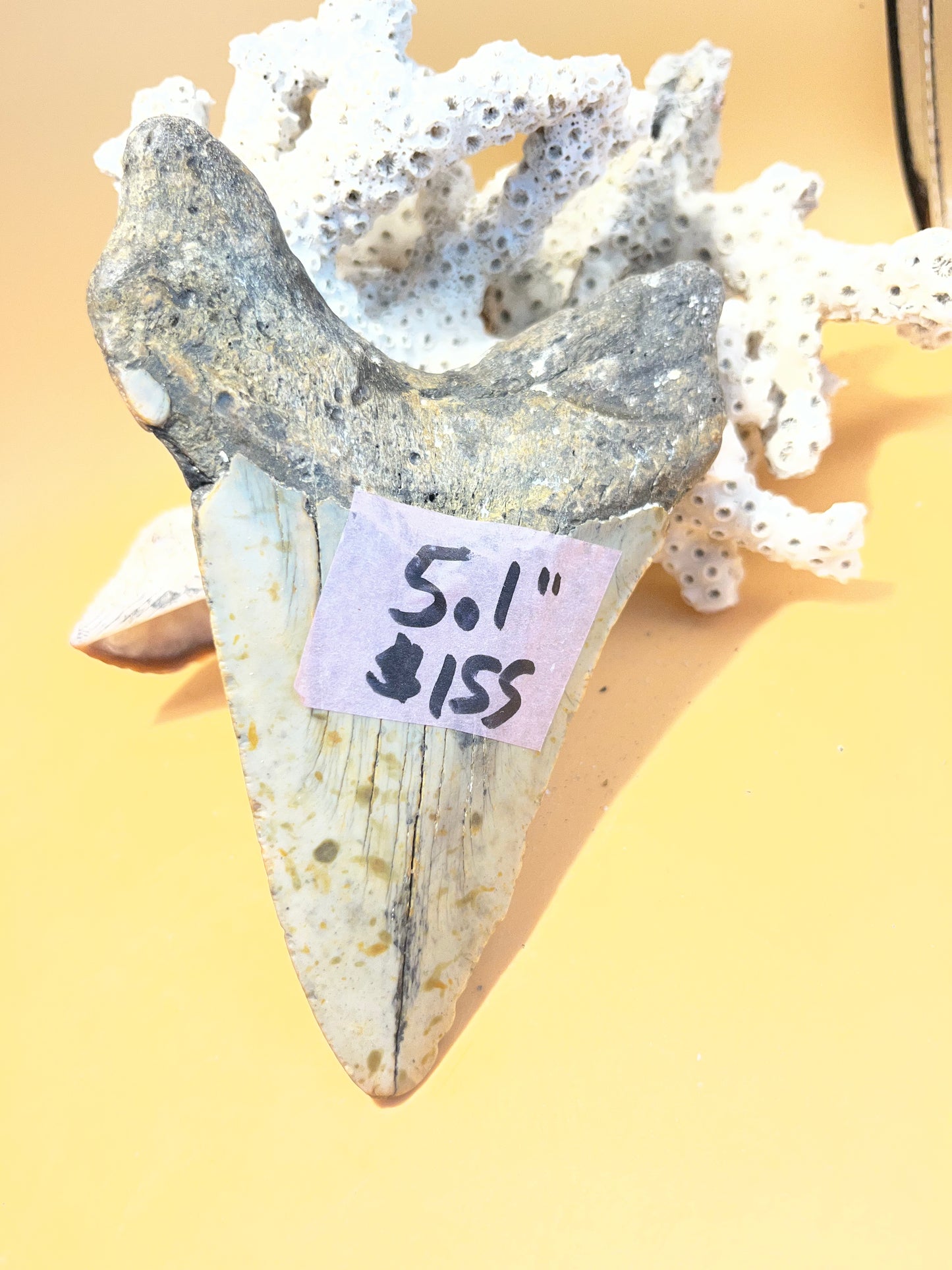 5.1” Megalodon Tooth Fossil – Extinct Species – Large Prehistoric Shark Tooth – Hand Recovered by diver