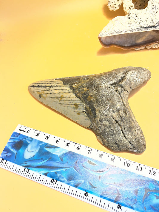 5.1” Megalodon Tooth Fossil – Extinct Species – Large Prehistoric Shark Tooth – Hand Recovered by diver
