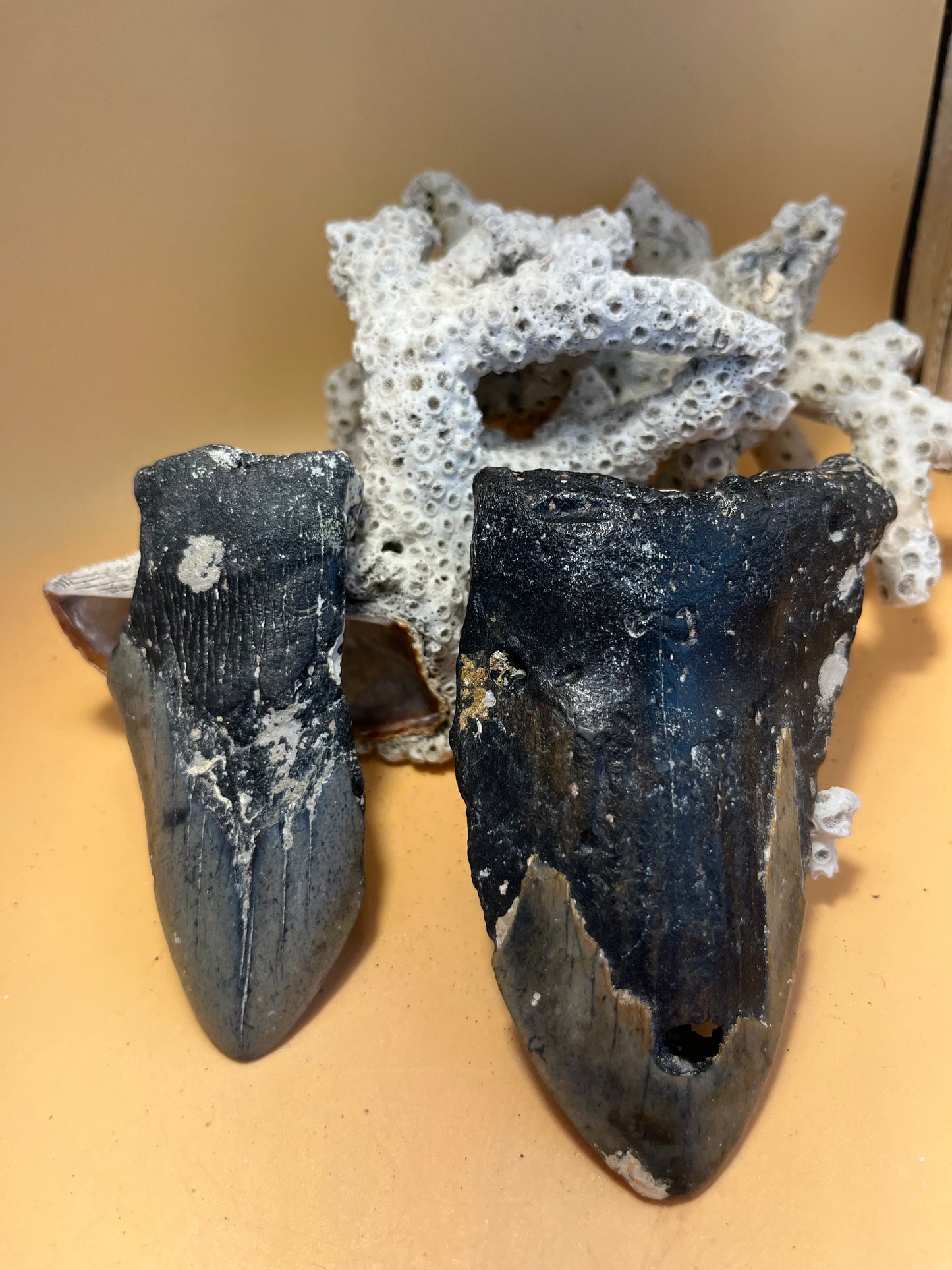 3.5” & 4.5” partial Meg Teeth Fossil – Extinct Species – Large Prehistoric Shark Tooth – Hand Recovered by diver