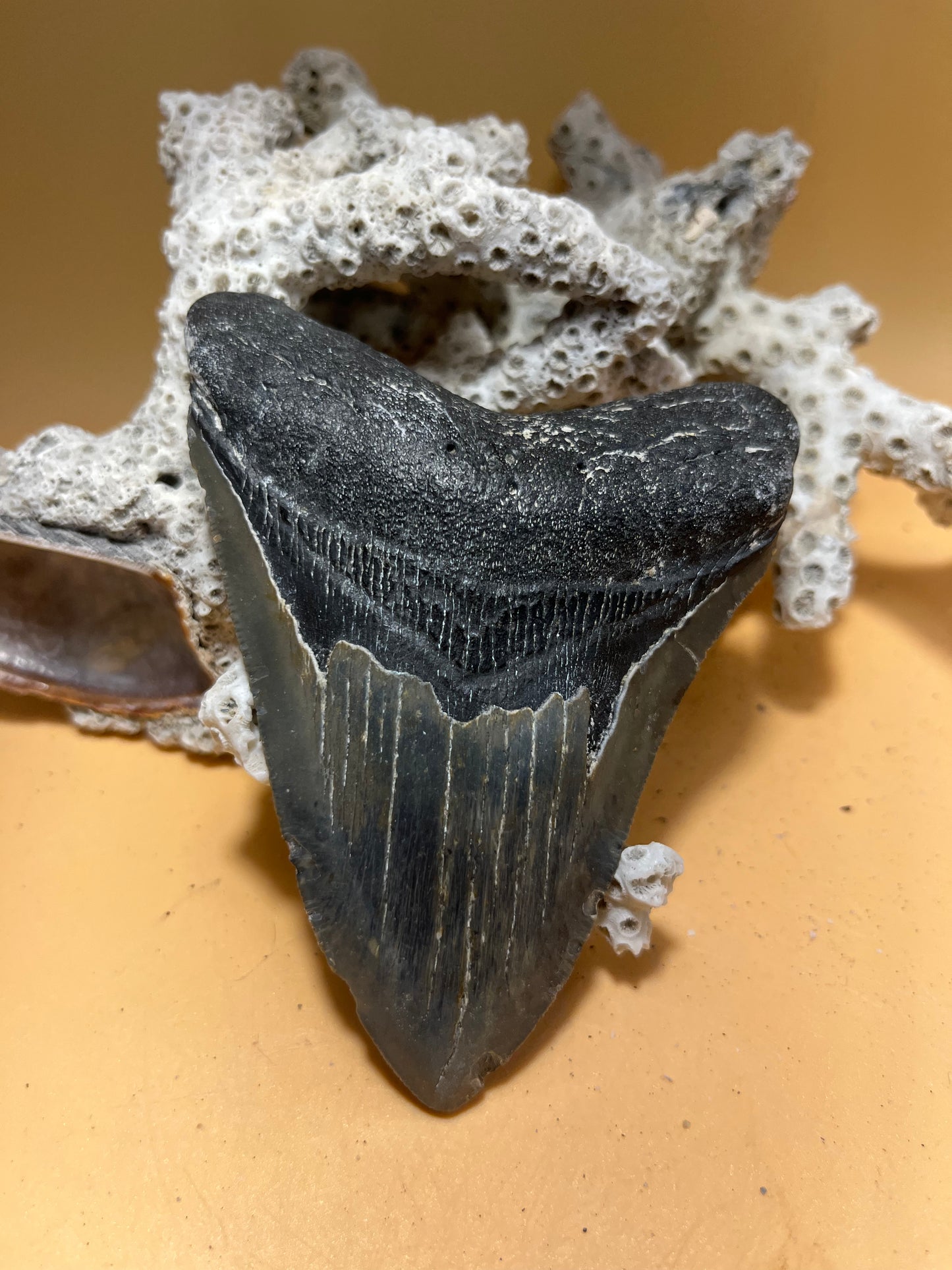 4.14” Megalodon Tooth, Prehistoric Shark Fossil, Hand Recovered item 172