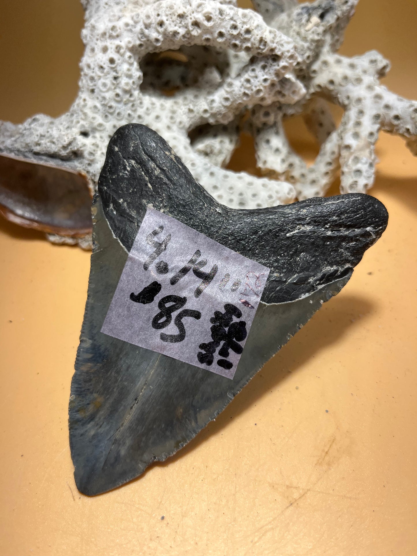 4.14” Megalodon Tooth, Prehistoric Shark Fossil, Hand Recovered item 172